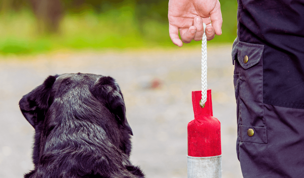 The Best Training Dummies for Dogs 4 dog waiting for handler to throw a patterned dummy