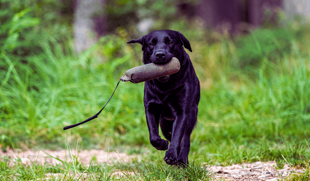a dog retrieving a canvas dummy in a field