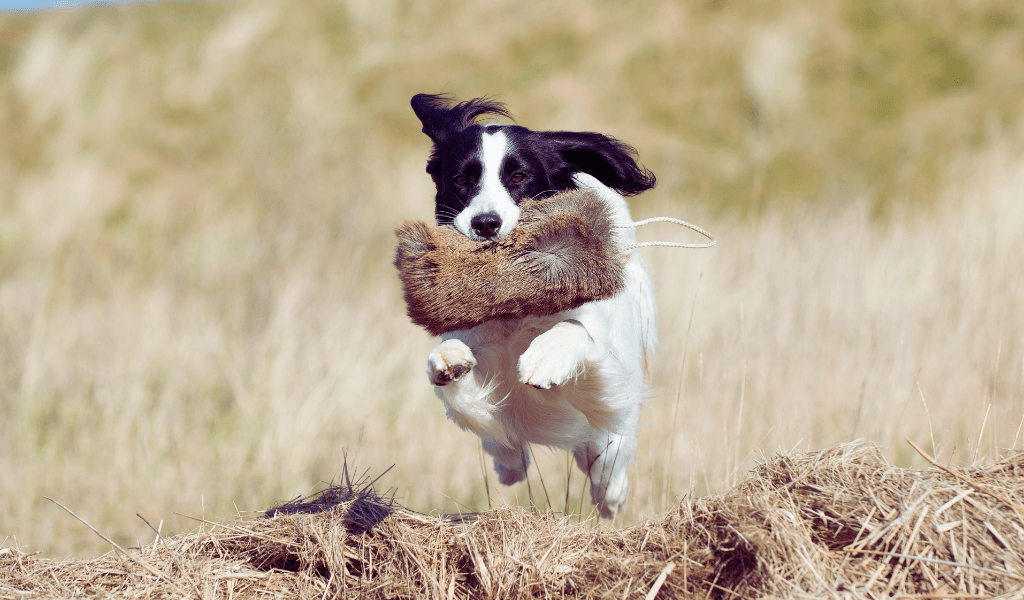 The Best Training Dummies for Dogs 2 spaniel with a goygar rabbit fur dummy