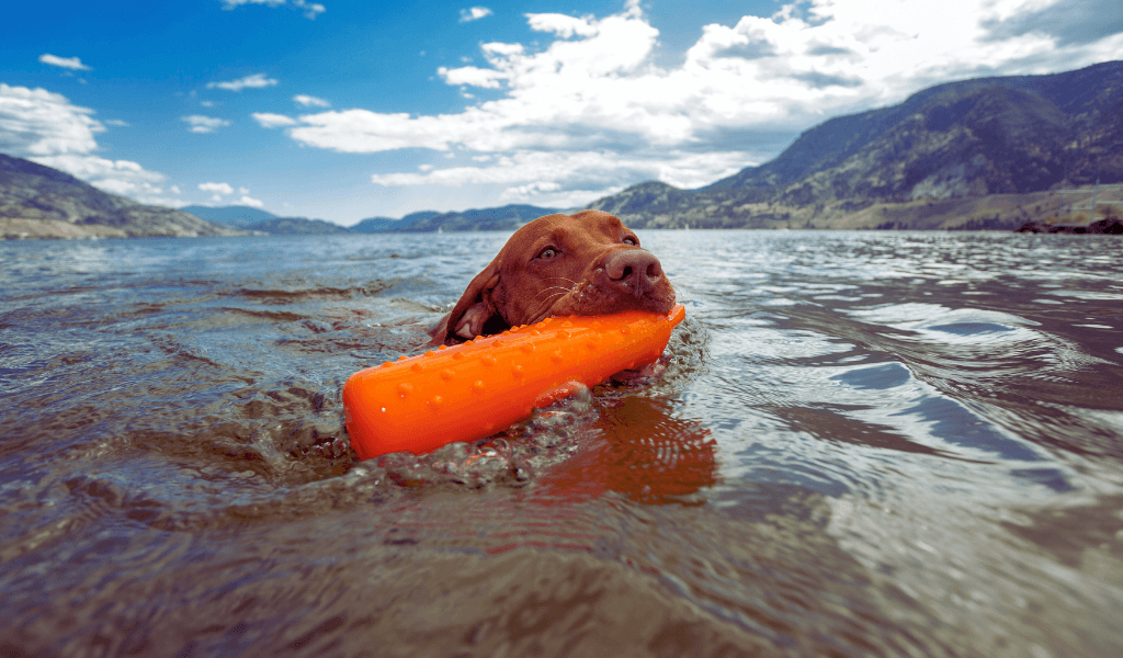 The Best Training Dummies for Dogs 3 dog retrieving a plastic dummy in water