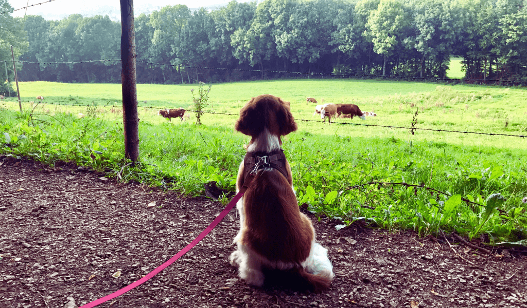 What Do You Need for Gun Dog Training? 2 spaniel on lead