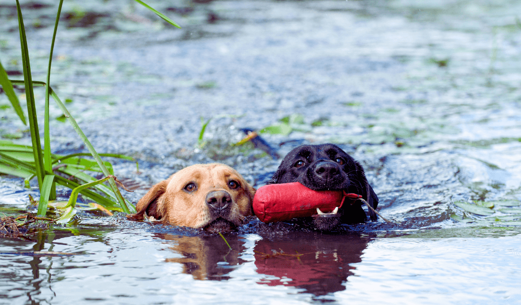 What Do You Need for Gun Dog Training? 3 gun dogs in water