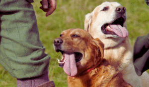 gun dogs training